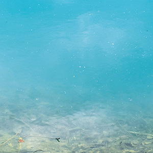 The water 300px